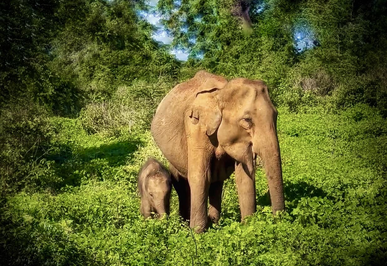 Elephant with baby